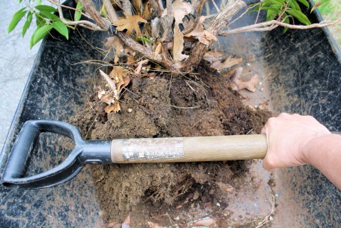 Using a Shovel Handle to Measure Root Ball.