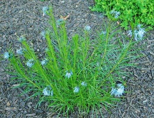 Amsonia hubrichtii was a good low-maintenance choice for this landscaping island.