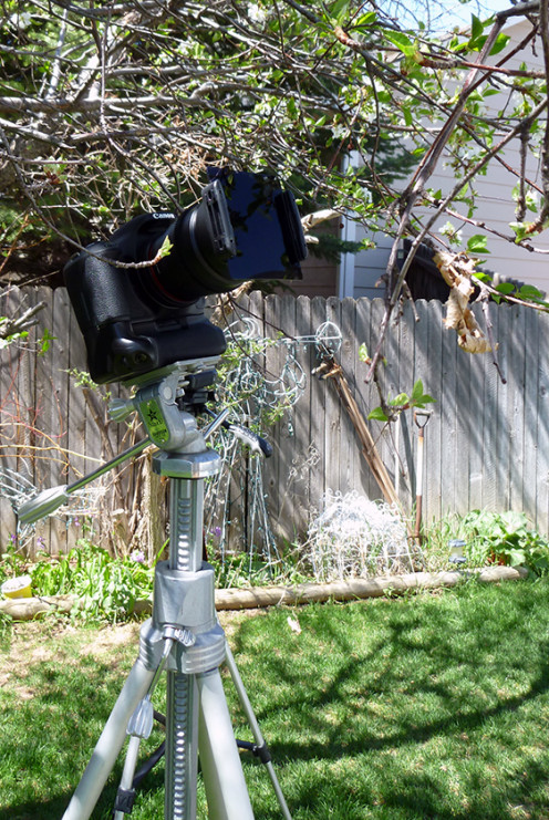 Set-up for a timelapse of cherry blossoms blooming.