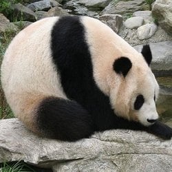 Panda SEO
