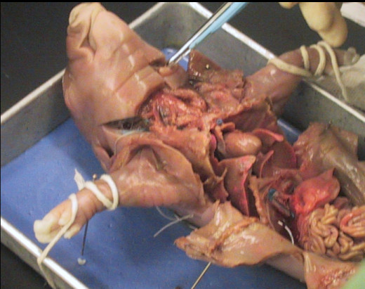 Dissected baby pig~