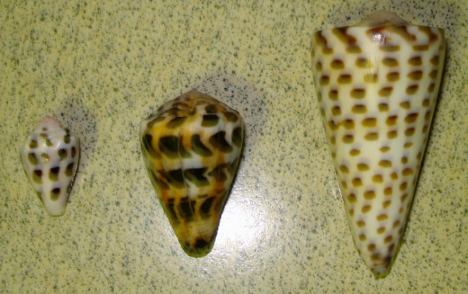 Hebrew Cones and Pacific Lettered Cone