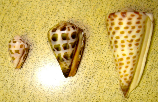 Reverse of Hebrew and Pacific Lettered Cones