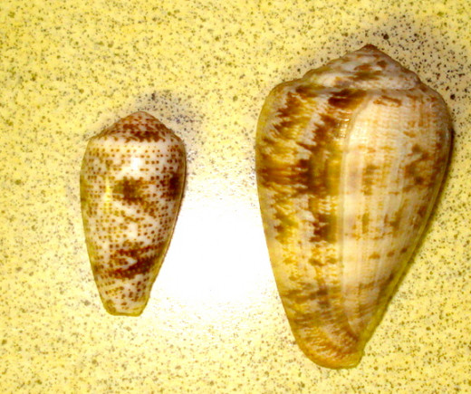 Possibly Eburneus and Bubble Cones