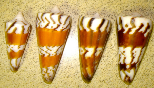 General Cones