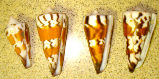 Reverse of General Cones