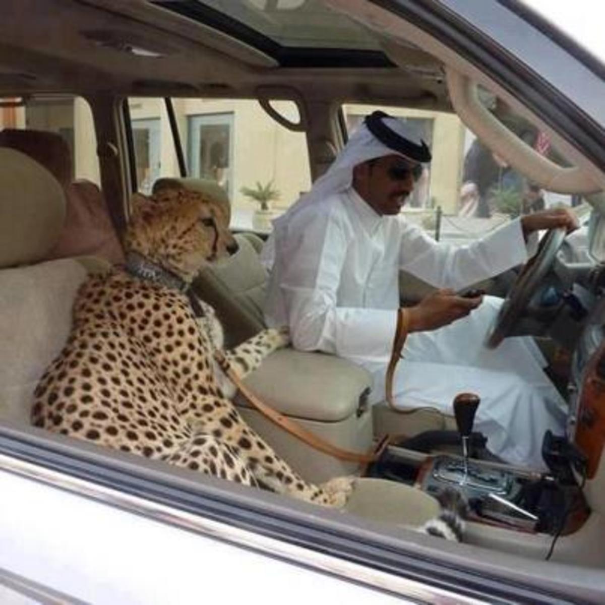 Cheetahs are status symbols for the wealthy because they are expensive and often illegal to obtain.