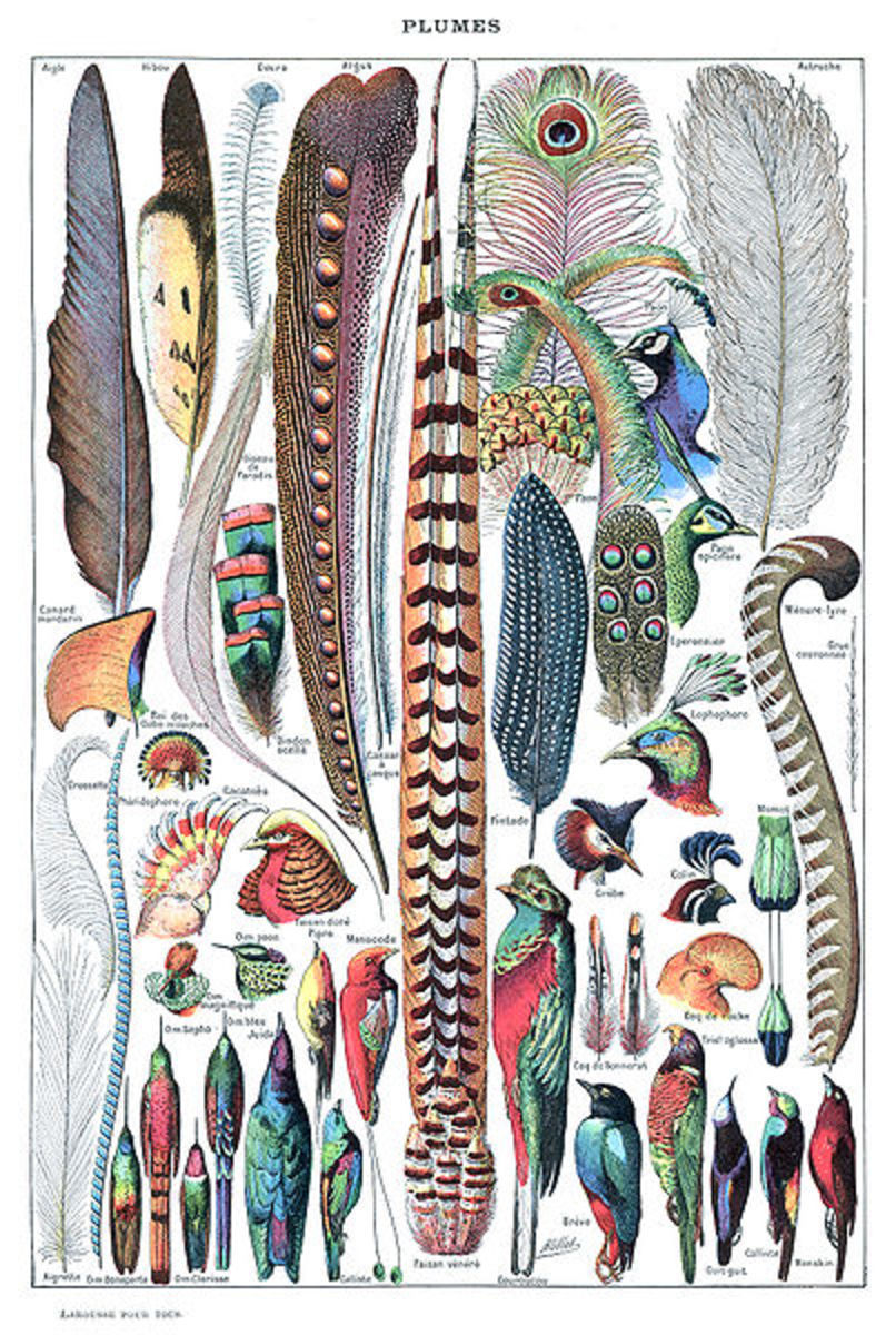 A picture that beautifully illustrates the sheer variety of feathers found in modern birds.
