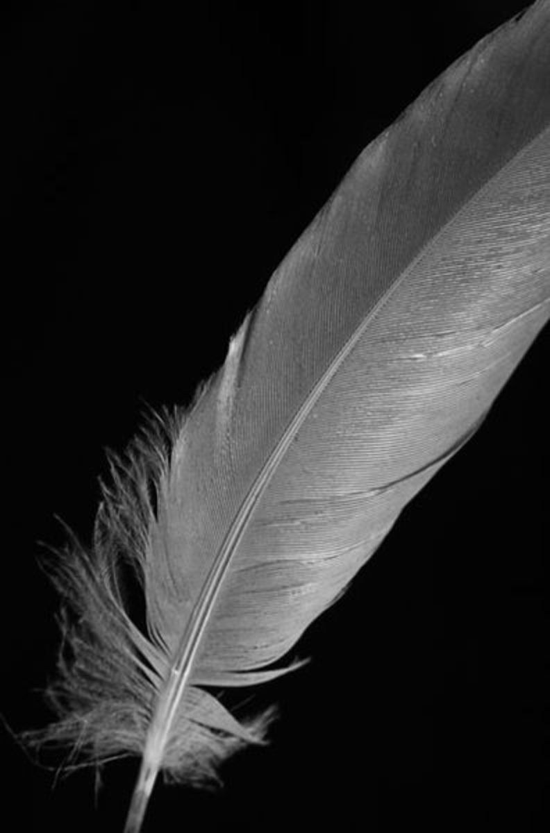 This picture illustrates a feather lacking any kind of pigmentation whatsoever.
