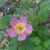 A small pink flower dots the path A small pink flower dots the path