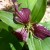 A three petal purple flower looks majestic against interweaving leaves A three petal purple flower looks majestic against interweaving leaves