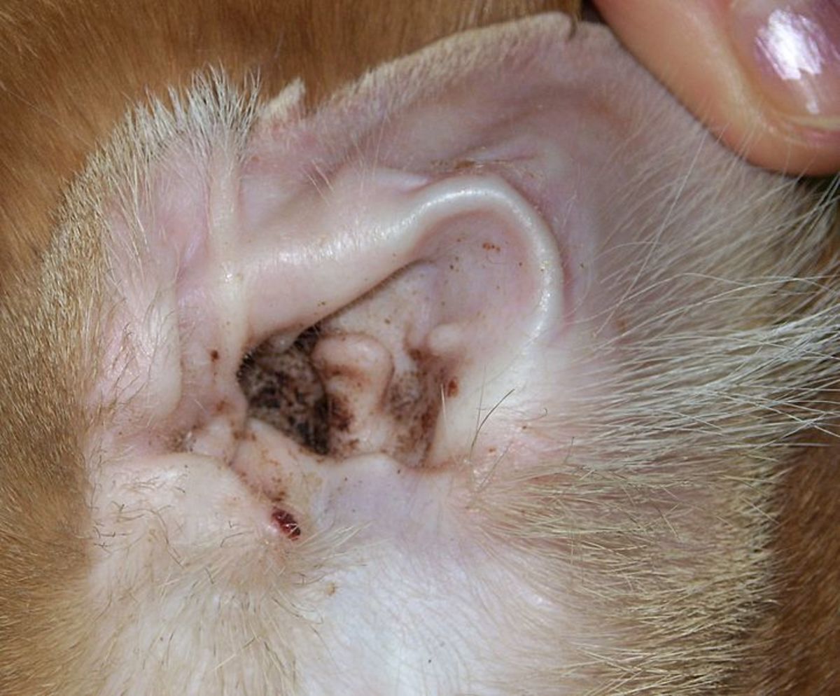 What to Do About Black or Brown Discharge in Cat's Ears PetHelpful