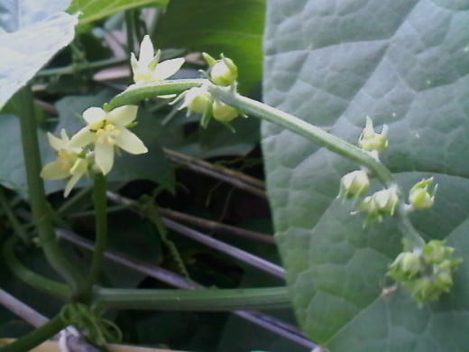 Male chayote flowers.