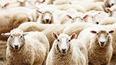 herd of sheep