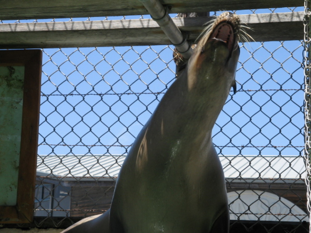 A sea lion calling out for some fish.