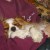 Cavalier King Charles spaniels are affectionate. Cavalier King Charles spaniels are affectionate.