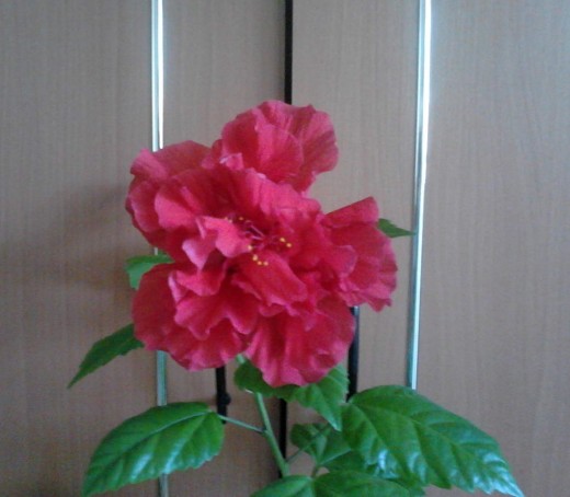 Japanese Rose