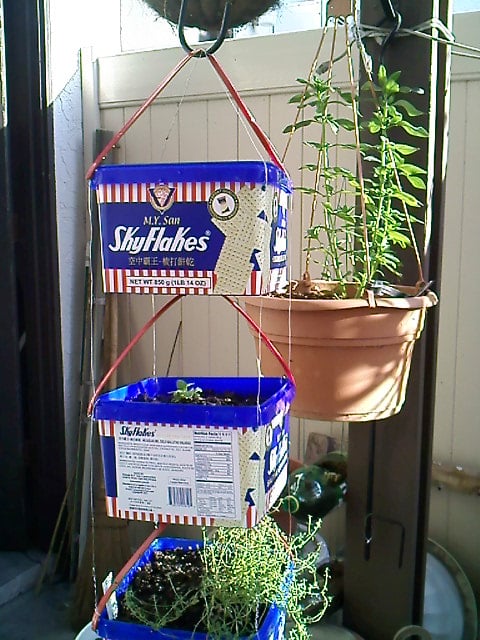 Photo here was March 24 when the plants was transplanted into the three tiered hanging planters. 