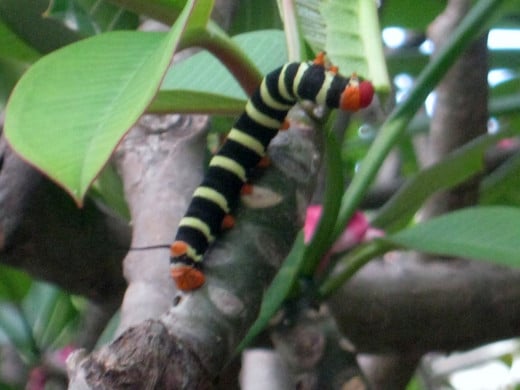 Butterfly Caterpillar