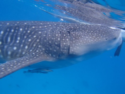 Oslob, Cebu, Philippines - Swimming, Snorkeling, Diving With The Whale Sharks