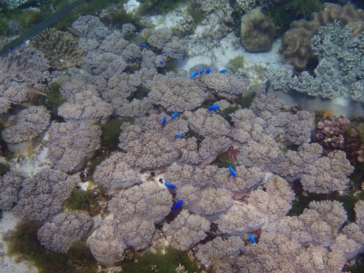 Santander, Cebu,Philippines - Snorkling & Diving