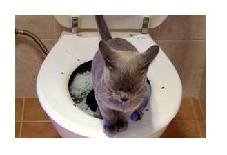 Stage two is the most difficult transition for your cat.  This is the first time he or she will see the hole leading to the water in the toilet.  Please be patient and give kitty lots of time to adjust.