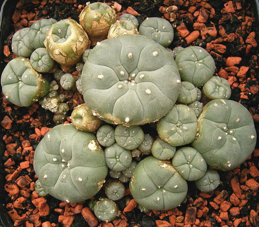A cluster of peyote cactus buds.