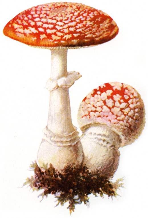 amanita muscaria - the fly agaric mushroom