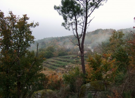 Winter view of a friend's vineyard near Cenlle 