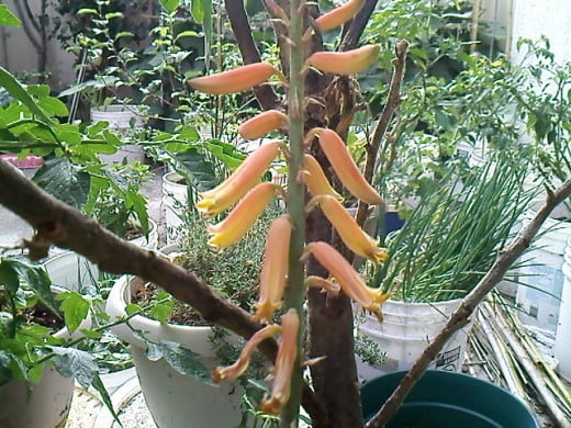 Aloe flower.