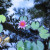 The beauty of a water lily The beauty of a water lily