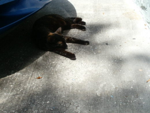 Triscuit napping under cover of my front bumper