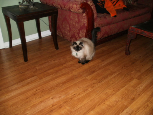 Shiloh on a rare photo capture.