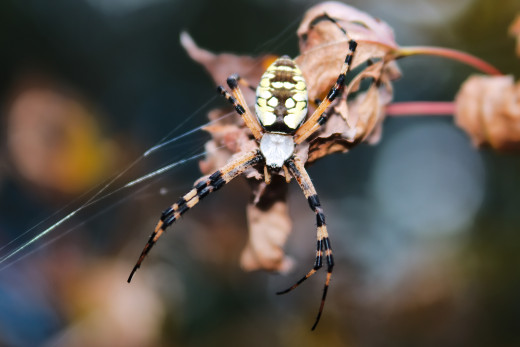The sinister argiope spider.