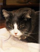 My name is Speedy.  I am a little shy but once you take me out of this scary cage I purr alot and love to be petted.  I'm a sweet girl and would love to curl up in the sun with you!