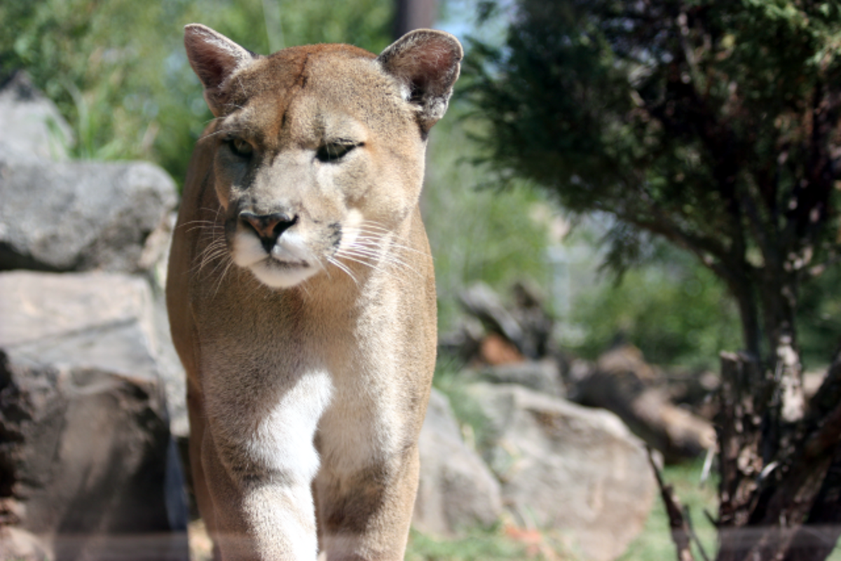 The Florida Panther Facts and Conservation Efforts