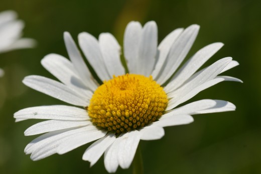 A camomile flower.