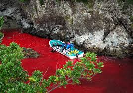 Blood bath in Taiji
