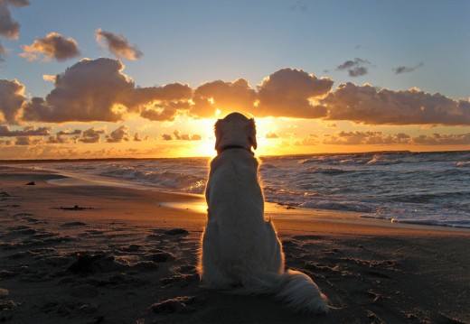 Dog Enjoys Beautiful Sunset. Onebigphoto.com