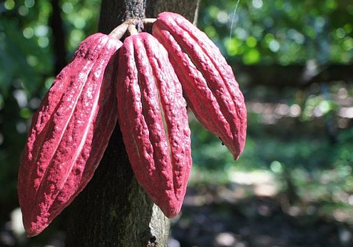 Cocoa berries ripening on the tree. 