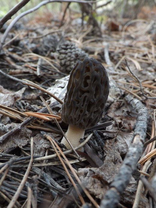 Morel Mushroom