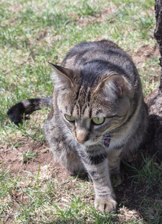 Capture curious moments of your cat outdoors.