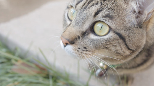 Close ups can bring out the best in your cat.