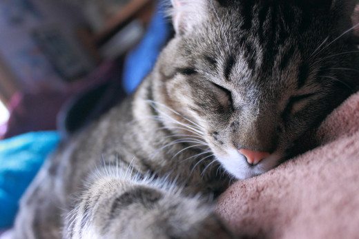 Sleeping pictures are a great way to experiment with angles.