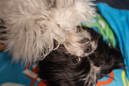 A little sass and attitude are a fun reminder of your pets' personality.