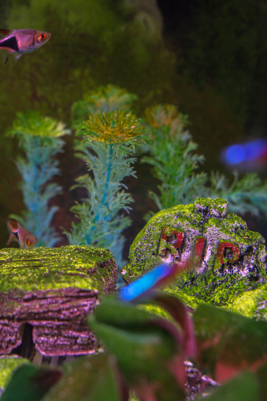 The background of the aquarium is just as much a part of the picture as the fish.