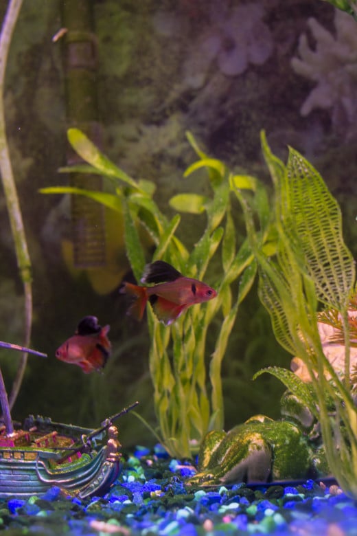 Fish can be tricky to photograph. A lot depends on luck.