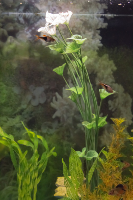 There's more to it than just fish.