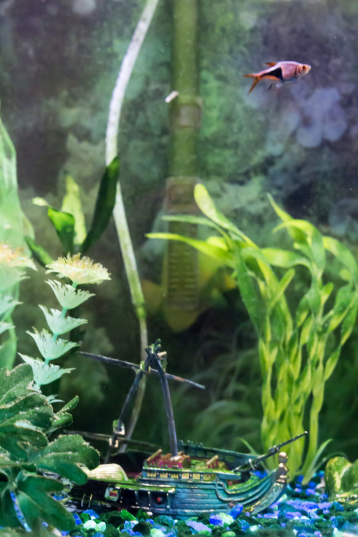 Beautiful colors in fish tanks.