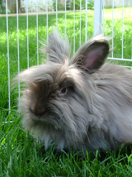 Outside gives your pet a new environment to explore.